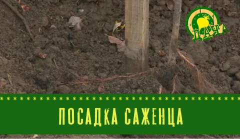 Посадка саженца | Выращивание персиков Посадка саженца | Выращивание персиков