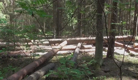 В Узденском районе раскрыли нелегальную схему вырубки леса В Узденском районе раскрыли нелегальную схему вырубки леса