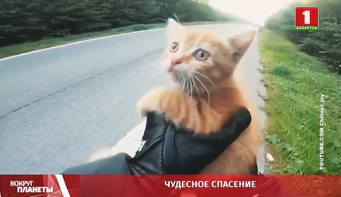 Хит сетей - чудесное спасение Хит сетей - чудесное спасение