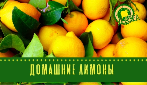 Домашние лимоны | Когда сажать тюльпаны Домашние лимоны | Когда сажать тюльпаны