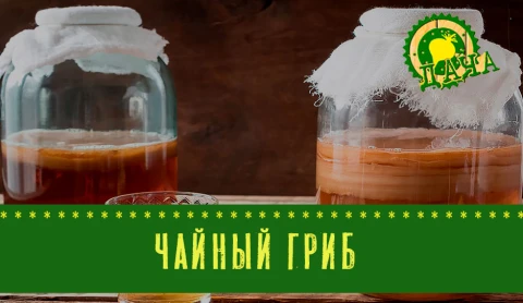 Чайный гриб Чайный гриб