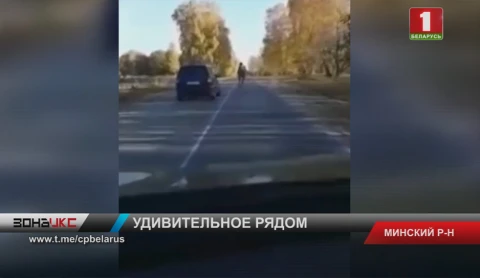 Из леса на дорогу под Минском выбежал верблюд Из леса на дорогу под Минском выбежал верблюд