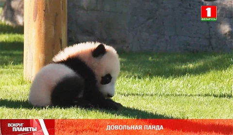 Довольная панда Довольная панда