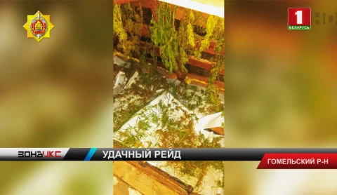 Дачник хранил в своем доме более килограмма марихуаны Дачник хранил в своем доме более килограмма марихуаны