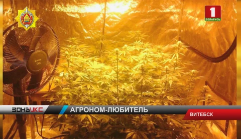 Житель Витебска в квартире выращивал и перерабатывал коноплю Житель Витебска в квартире выращивал и перерабатывал коноплю