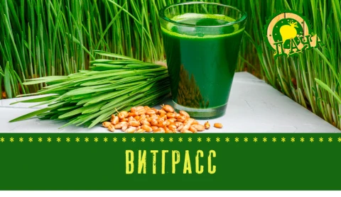 Витграсс | Рассада фриго Витграсс | Рассада фриго
