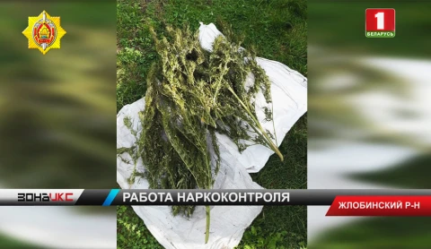 Сразу несколько фактов незаконного распространения дурмана выявили в Гомельской области Сразу несколько фактов незаконного распространения дурмана выявили в Гомельской области