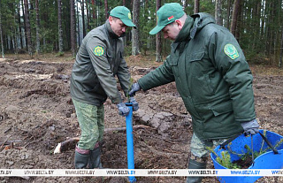 Успевает ли Беларусь восстанавливать свои леса? В Минлесхозе поделились подробностями
