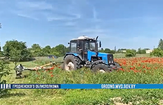 Операция "Мак": почти 100 тонн наркосодержащих растений уничтожено в Гродненской области