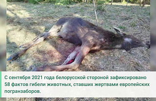 ГПК: в Ошмянском районе на границе с Литвой обнаружен погибший лось