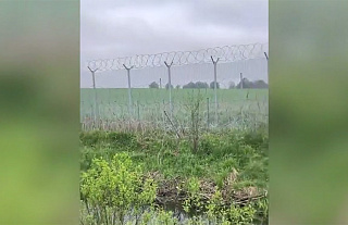 Еще два лося погибли на границе из-за литовской "колючки"