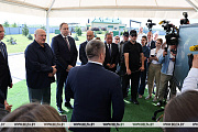 Александр Лукашенко поручил выработать четкую программу по разведению в Беларуси красной породы коров