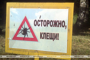 Всплеск активности клещей ожидается к концу лета - Минздрав