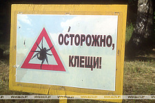 Всплеск активности клещей ожидается к концу лета - Минздрав