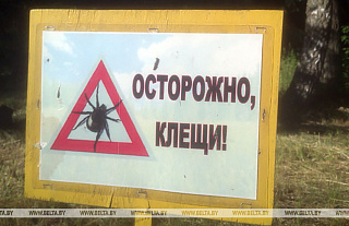 Всплеск активности клещей ожидается к концу лета - Минздрав