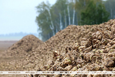 В Беларуси накопали более 500 тыс. тонн сахарной свеклы