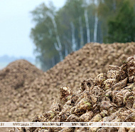 В Беларуси накопали более 500 тыс. тонн сахарной свеклы