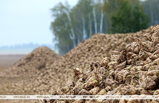 В Беларуси накопали более 500 тыс. тонн сахарной свеклы