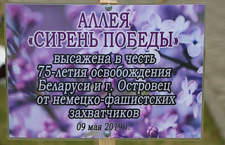 К международной акции “Сирень Победы” присоединился Островец