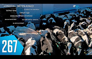 ТВой Островец - ТВОИ НОВОСТИ [Выпуск 267]