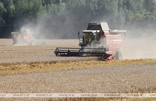 Gardino srityje nukulta daugiau kaip 1,5 mln. tonų grūdų