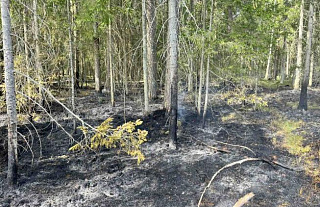 Три пожара произошли в лесах  Островетчины