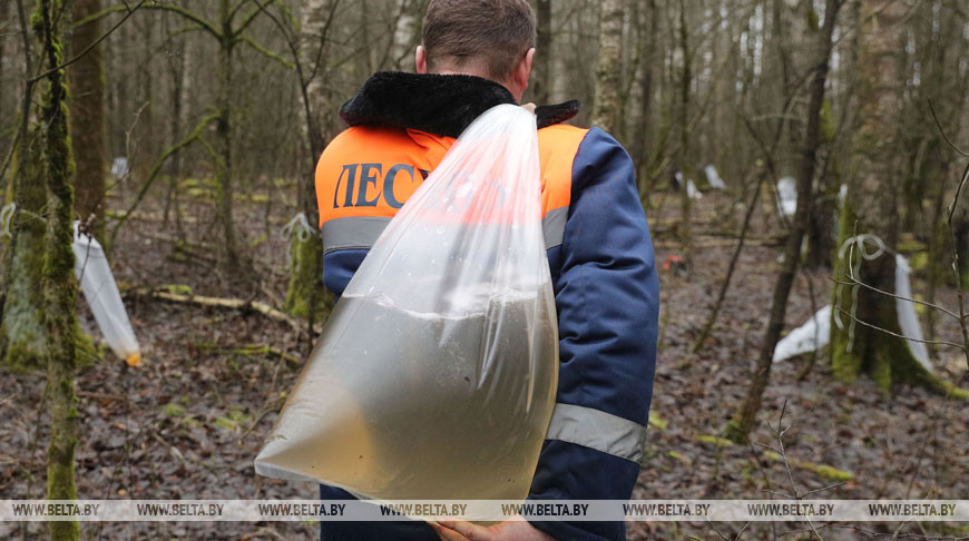 Лесхозы Беларуси собрали уже более 400 т березового сока