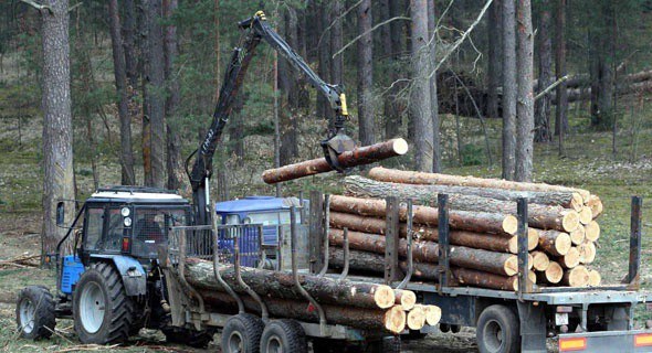 В Беларуси намерены усовершенствовать механизм выдачи разрешений на рубку леса