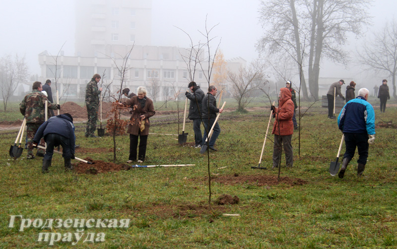 В Гродно во время городского субботника высадили более тысячи деревьев (ФОТО)