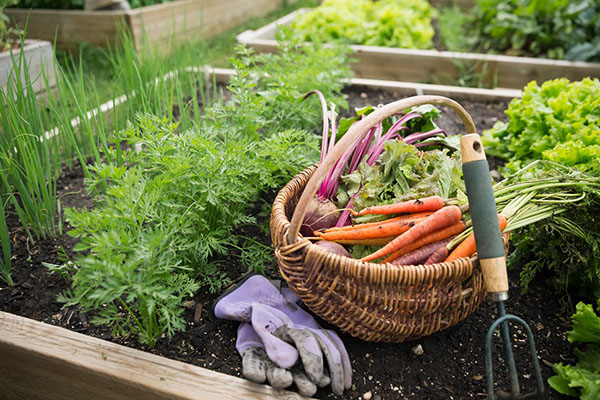 Льготы садоводам и огородникам? С кого не будут взимать земельный налог