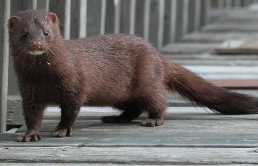 В Дании из-за коронавируса будут уничтожены 1 млн норок