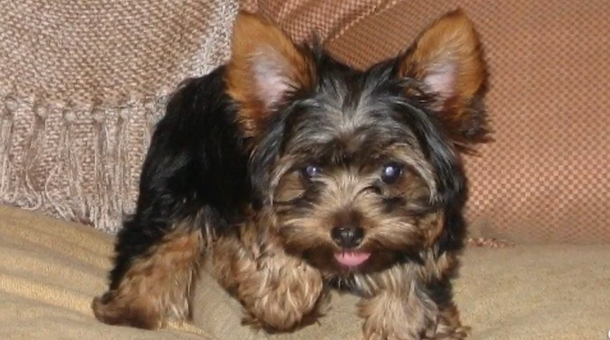 Настоящее чудо! Пропавшую собаку вернули хозяину спустя 14 лет