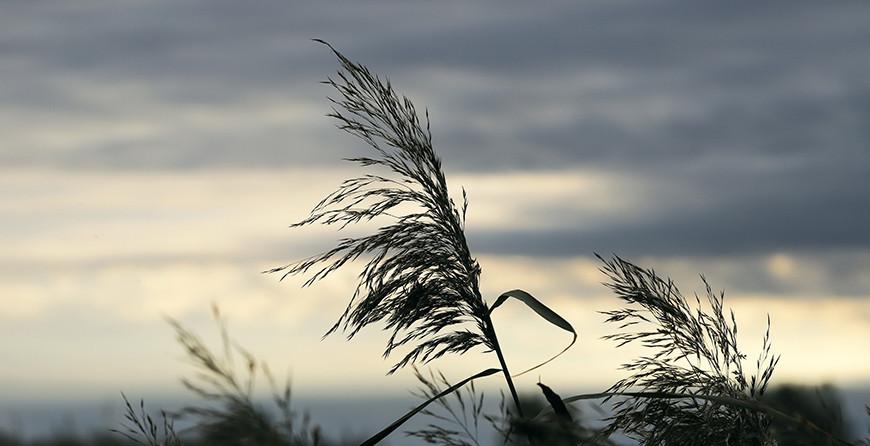 МЧС предупреждает об опасности в связи с усилением ветра