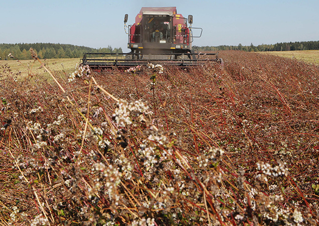 Урожай зерновых на 94%. В хозяйствах приступили к уборке гречихи и проса