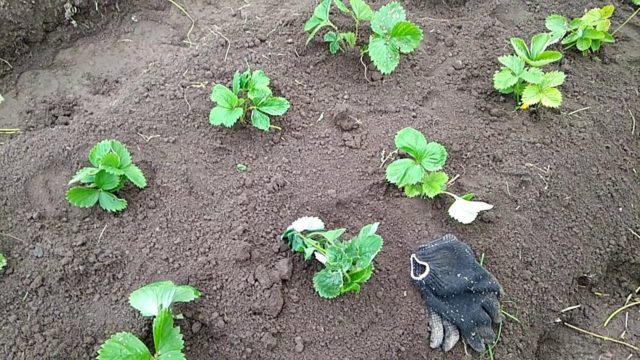 Как правильно выбрать место для посадки клубники?