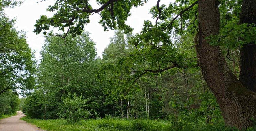 В пяти районах Гродненской области введено ограничение на посещение лесов