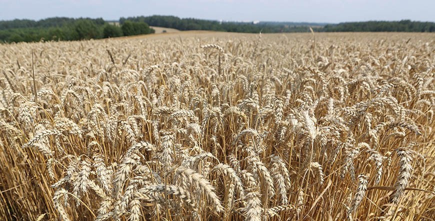 Белорусские аграрии намолотили 2 млн т зерна