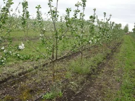 Зацветайте, яблони и груши. Как не ошибиться с покупкой саженцев и плодовых деревьев?