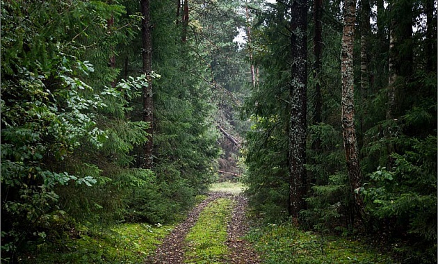 Гродненские пограничники нашли заблудившуюся жительницу Литвы 