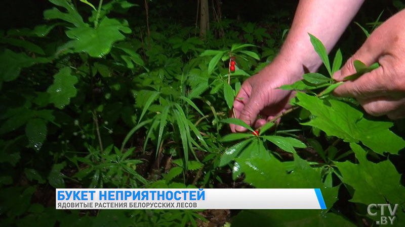 «От него нет ни противоядия, ни спасения». Ядовитые растения лесов Беларуси: как их распознать (+видео)
