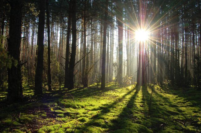 Запрет на посещение лесов действует в 71 районе Беларуси