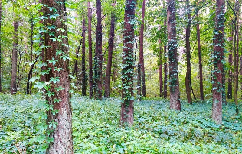 До 22 градусов тепла и в основном без осадков будет в Беларуси в выходные