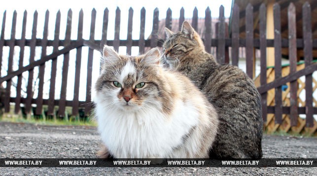 Холодная неустойчивая погода сохранится в Беларуси 9 мая