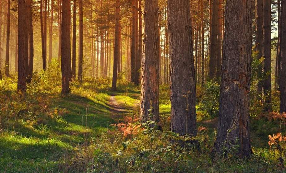 Запрет на посещение лесов снят на всей территории Беларуси