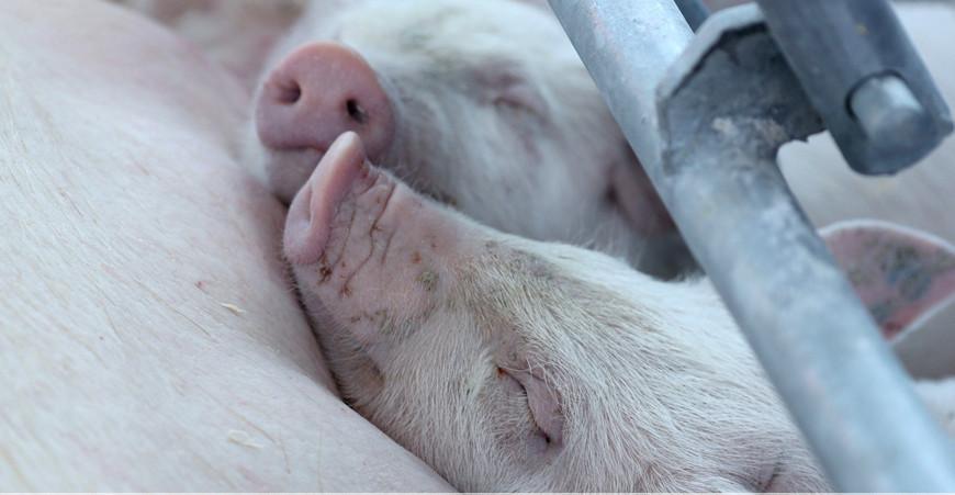 В Щучинском районе осужден начальник свинофермы, скрывший от учета более 740 поросят