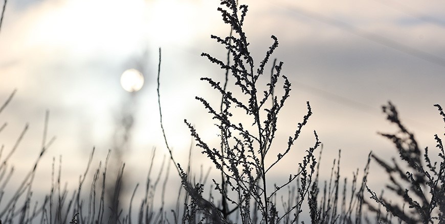 Усиление ветра ожидается по северо-востоку Беларуси 24 марта