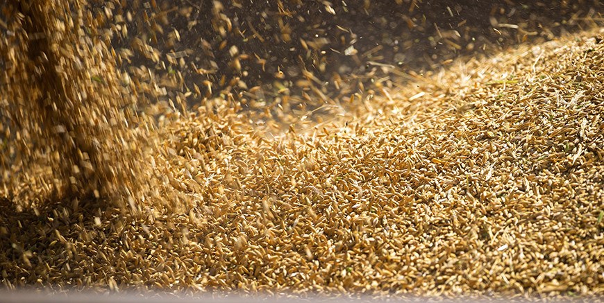 В Беларуси намолочено 3,1 млн т зерна нового урожая