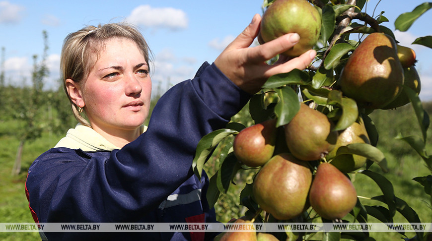 Россия сняла запрет на поставки груш из Беларуси