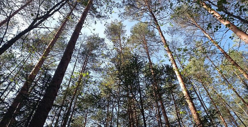 В 9 районах Гродненской области ограничено посещение лесов