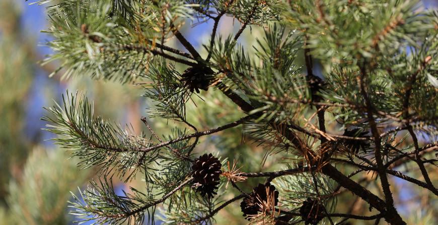 Во всех районах Гродненской области разрешено посещение лесов